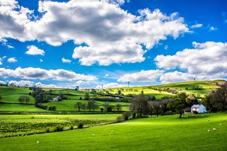 蓝天下绿叶繁茂的树木