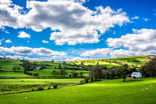 蓝天下绿叶繁茂的树木