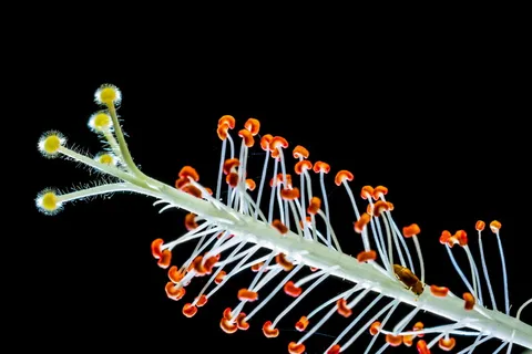 芙蓉，花朵，花朵，花朵，白色，棉花糖，锦葵，锦葵科