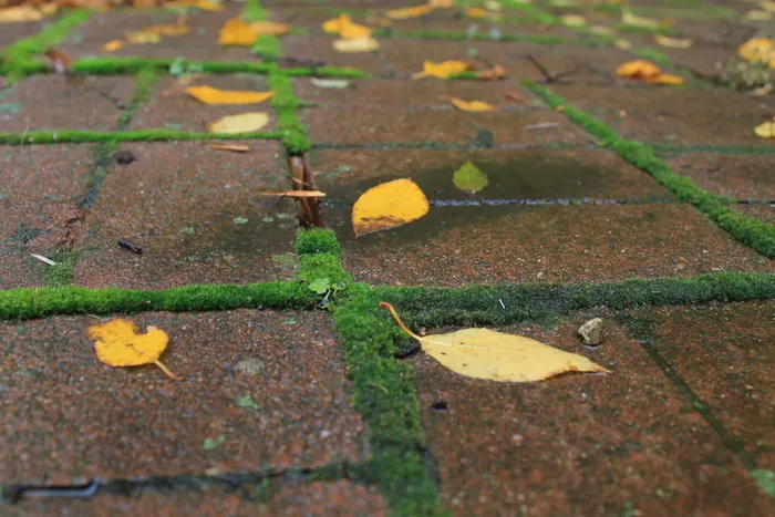叶子，植物部分，没有人，秋天，黄色，白天，选择性聚焦，人行道