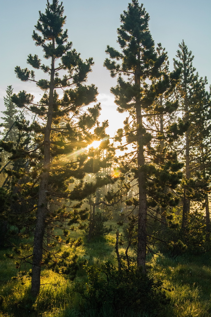 美国，长划水库，日出，太阳，树木，露营，博凯，福斯特