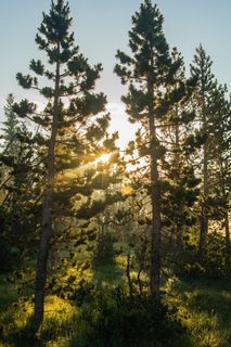 美国，长划水库，日出，太阳，树木，露营，博凯，福斯特