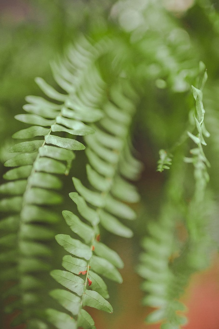 蕨类植物的特写照片