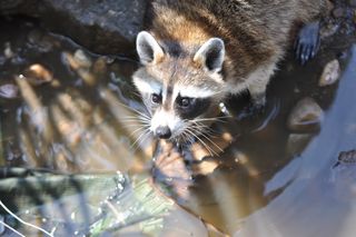 浣熊，普通浣熊，小浣熊，野生动物，自然，森林，动物，动物主题