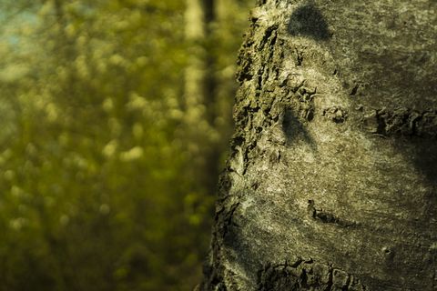 树, 日志, 树皮, 自然, 部落, 木材, 树皮, 桦木