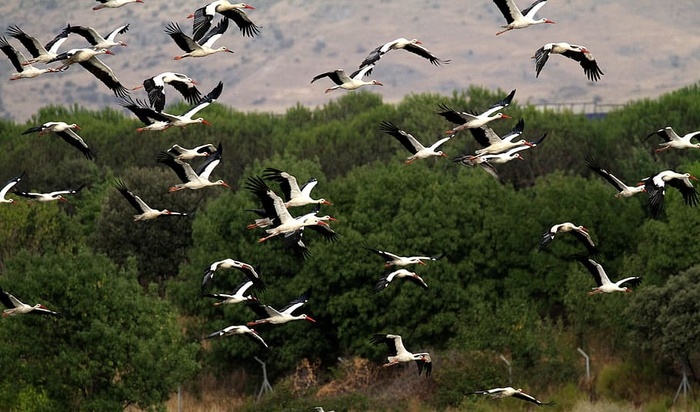 西班牙，鹳，鸟群，飞行，曼扎那勒斯，自然，湖泊，河流