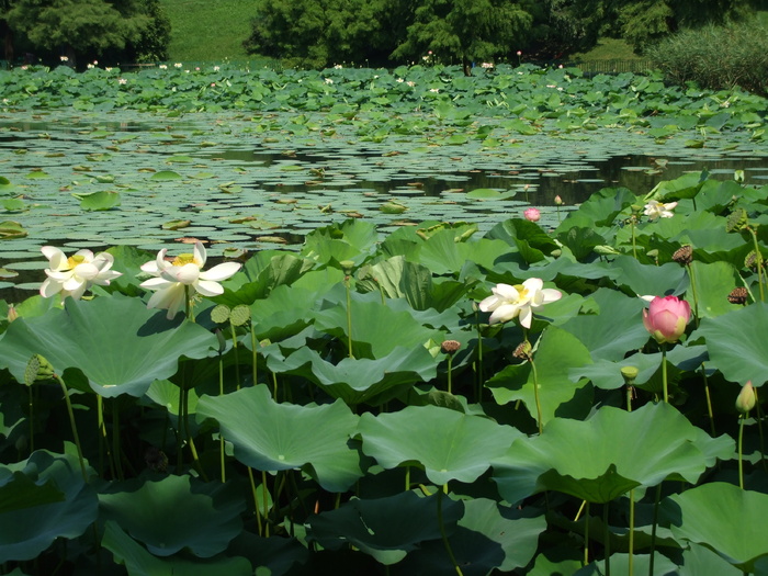 池塘、湖泊、睡莲、荷花、水生、绿色、花卉、植物