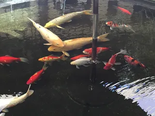 锦鲤、山村、好莱坞、锦鲤、鲤鱼、鱼、金鱼、池塘