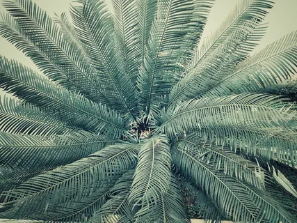 棕榈树 棕榈树