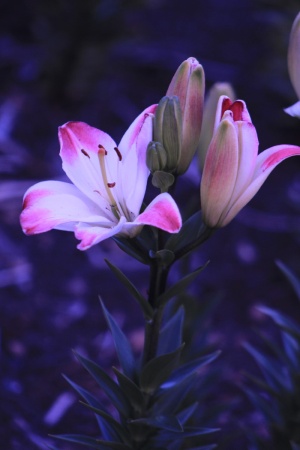 粉红色和白色花瓣的花