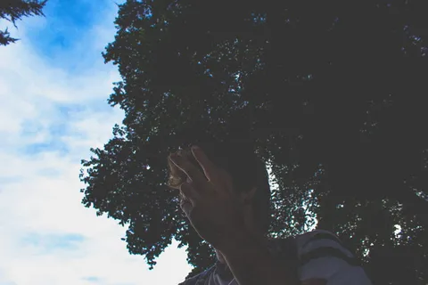 美国, 旧金山, 旧金山, 花花公子, 兄弟, 树, 家伙, 潮人