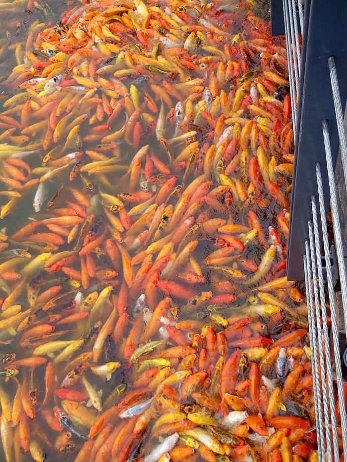 鱼，锦鲤，池塘，钓鱼，禅，宠物，花园，金鱼