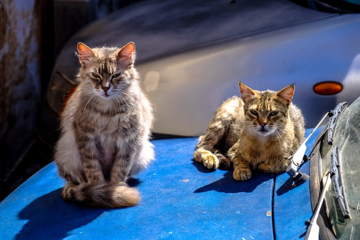 缅因州褐色浣熊猫和玳瑁猫