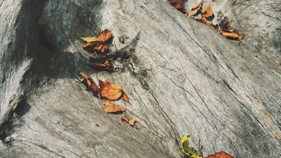 棕色、灰色、树叶、橙色、木材、自然、木材-材料、动物