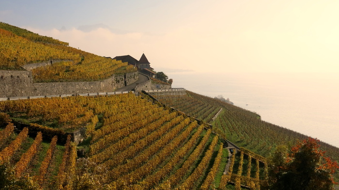 lac leman，葡萄园，葡萄栽培，拉沃，乡村风光，景观，农业，风景-自然