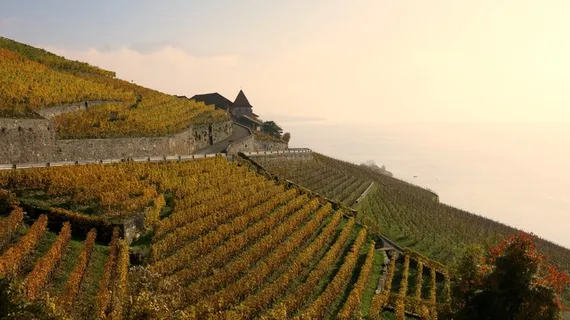 lac leman,葡萄园,葡萄栽培,拉沃,乡村风光,景观,农业,风景-自然 lac leman,葡萄园,葡萄栽培,拉沃,乡村风光,景观,农业,风景-自然