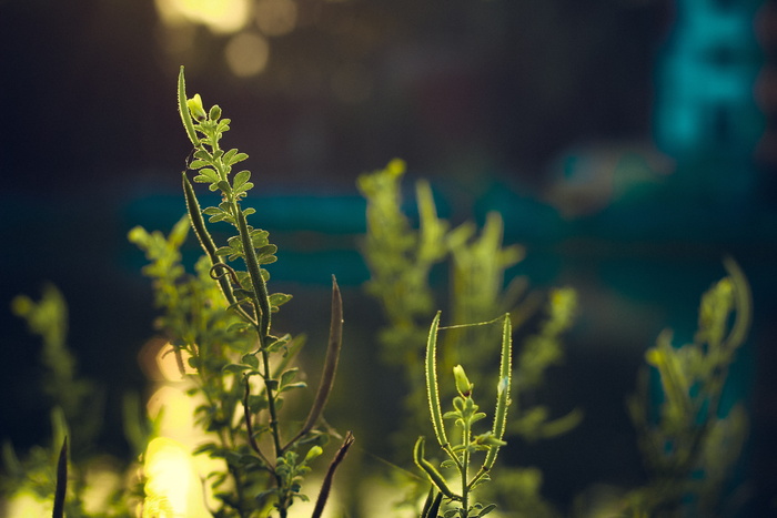 绿色、植物、叶子、树叶、自然、夏季、抽象、新鲜