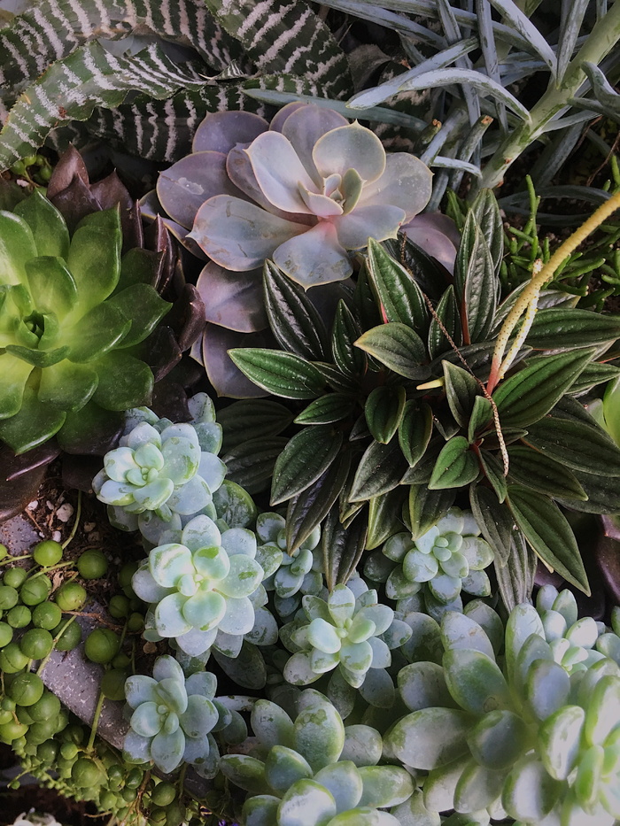 多汁植物