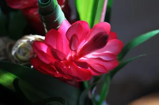 异国情调的花，明亮的红色花，热带花，开花植物，花，植物，自然之美，脆弱性