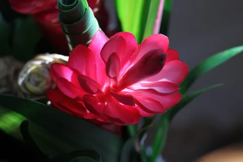 异国情调的花,明亮的红色花,热带花,开花植物,花,植物,自然之美,脆弱性 异国情调的花,明亮的红色花,热带花,开花植物,花,植物,自然之美,脆弱性
