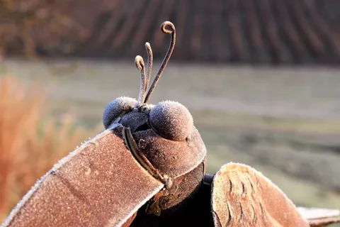 鸟，床单，装饰，艺术品，艺术，人物，装饰，户外