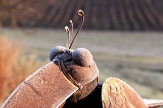 鸟，床单，装饰，艺术品，艺术，人物，装饰，户外