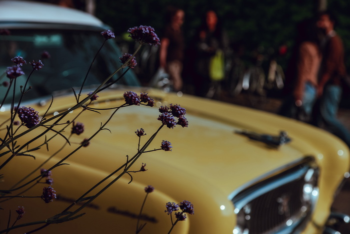 黄色车, 焦点照片, 紫色, 花, 黄色, 车辆背景, 老爷车, 汽车