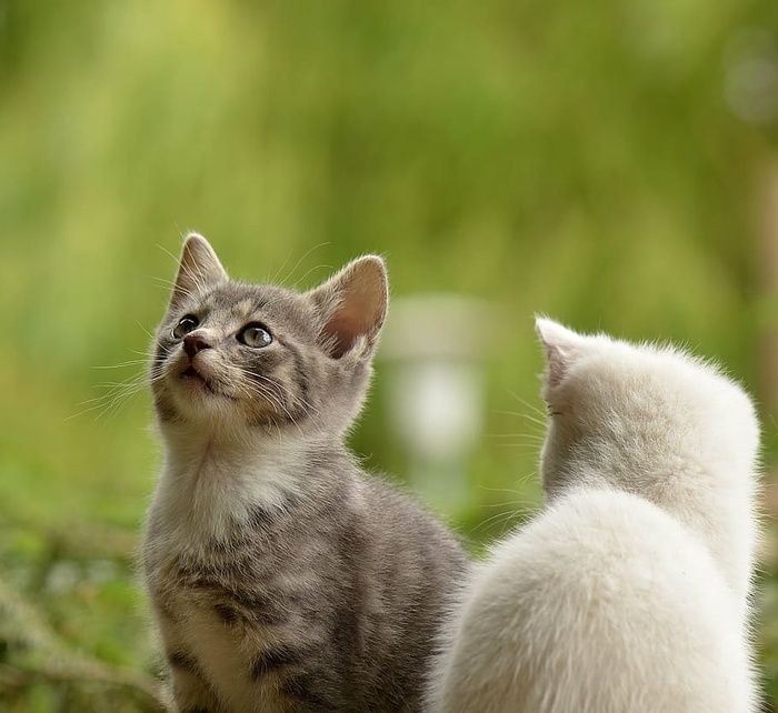 银色，白色，斑猫，猫，猫，小动物，好奇，野猫