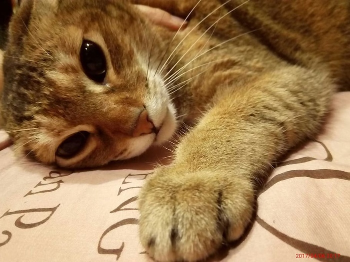 *，台北市，猫，家养，哺乳动物，宠物，动物主题，动物