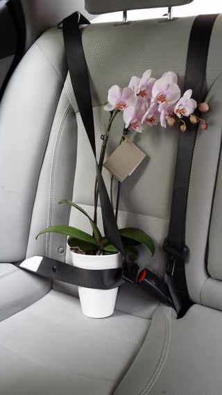 珍贵，花，安全，宝，车内，开花植物，植物，运输方式