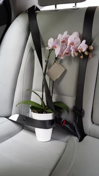 珍贵，花，安全，宝，车内，开花植物，植物，运输方式