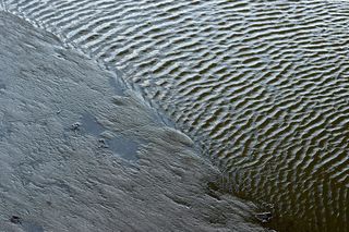 水、户外、自然、沙子、涟漪、动物、鸟类、河流