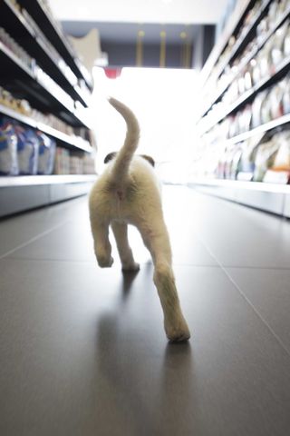 短外套，白色，小狗，散步，杂货店，狗，商店，跑步