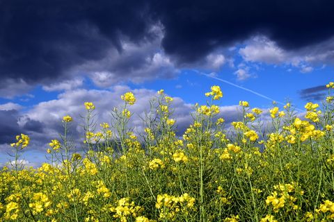 油菜，关闭，开花，开花，自然，黄色，春天，油菜田