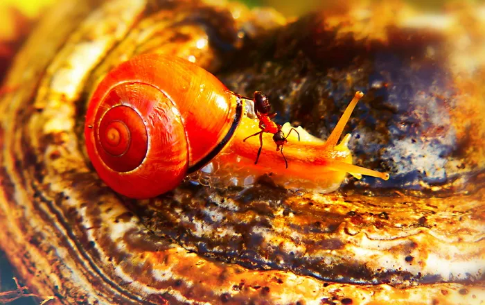 动物主题，动物野生动物，动物，野生动物，一个动物，特写，无脊椎动物，没有人