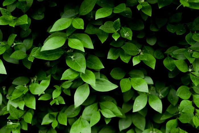 绿叶植物照片