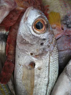 鱼,弗里希鱼,鲜鱼,鱼市,食品,食用,捕鱼,海洋 鱼,弗里希鱼,鲜鱼,鱼市,食品,食用,捕鱼,海洋