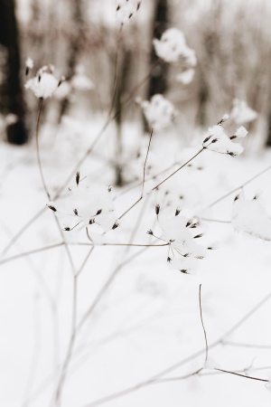 干树枝上的雪