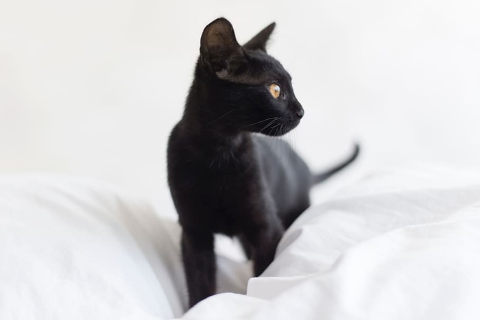 黑猫