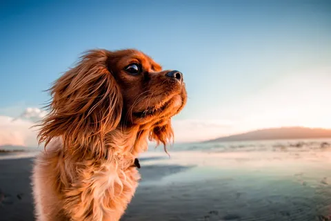 成年美国可卡犬, 数字, 壁纸, 狗, 动物, 宠物, 小狗, 海滩 成年美国可卡犬, 数字, 壁纸, 狗, 动物, 宠物, 小狗, 海滩