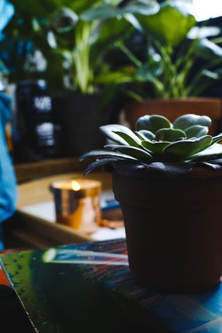 美国，斯科茨代尔，黑暗，喜怒无常，蜡烛，房间，卧室，植物