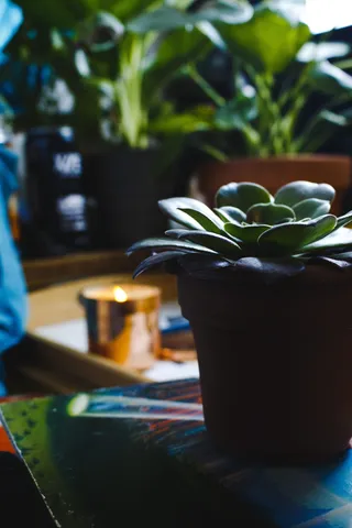 美国，斯科茨代尔，黑暗，喜怒无常，蜡烛，房间，卧室，植物