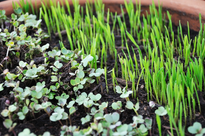 新芽植物, 豆芽, 绿党, 锅, 成长, microgreens, 增长, 绿色