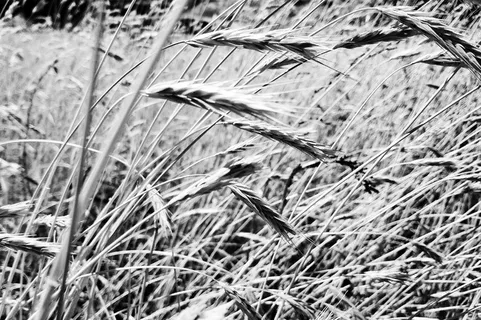 特写,小麦,秸秆,田地,黑白,bnw,bandw,b n w 特写,小麦,秸秆,田地,黑白,bnw,bandw,b n w