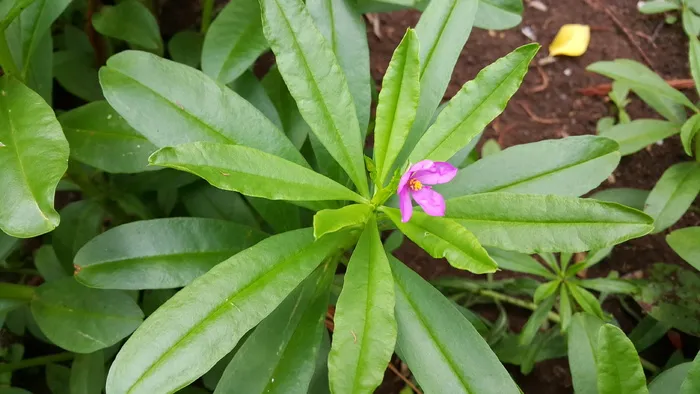 泰国人参, 人参, 草本植物, 绿色, 蔬菜, 叶, 植物部分, 植物