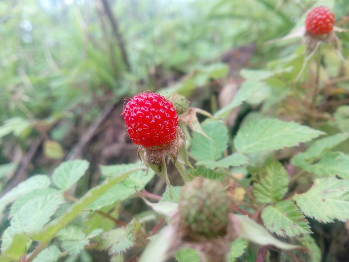 树莓、婺源、科亿、植物、生长、红色、食物、大自然之美