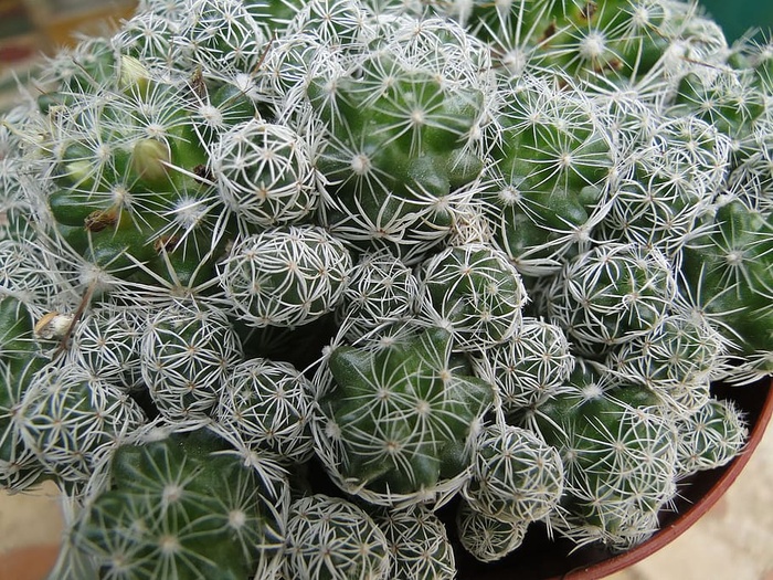肉质植物一种肉质植物，茎厚而肉质，通常有刺，无叶，花颜色鲜艳。仙人掌原产于新大陆的干旱地区，并在其他地方种植，尤其是作为室内植物。