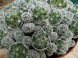 肉质植物一种肉质植物，茎厚而肉质，通常有刺，无叶，花颜色鲜艳。仙人掌原产于新大陆的干旱地区，并在其他地方种植，尤其是作为室内植物。