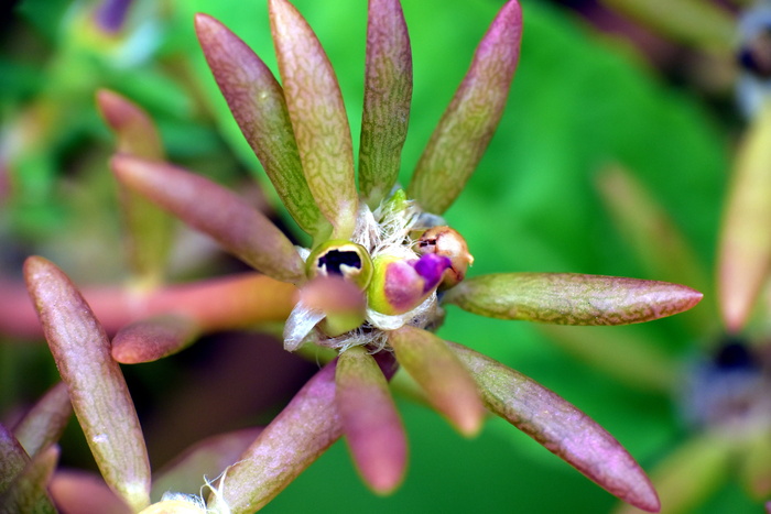 叶子, 花序梗, 通告, 小花, 自然, 植物, 特写, 花