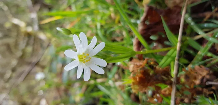 植物，花朵，花朵，无名路，英国，德文郡，雏菊，雏菊